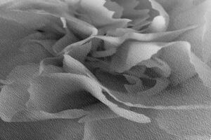 Slika latice karanfila u crno-bijelom dizajnu