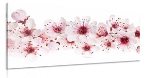 Slika cvjetovi trešnje