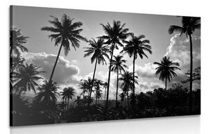 Slika kokosove palme na plaži u crno-bijelom dizajnu