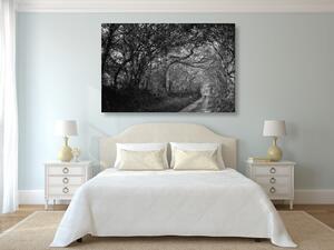 Slika crno-bijela šuma