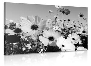 Slika livada s proljetnim cvijećem u crno-bijelom dizajnu