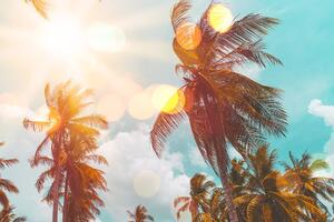 Slika sunčeve zrake iznad palmi