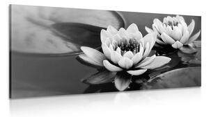 Slika lotosov cvijet u jezeru u crno-bijelom dizajnu