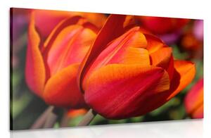 Slika prekrasni tulipani na livadi