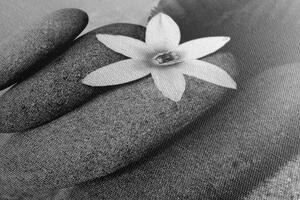 Slika cvijet i kamenje u pijesku u crno-bijelom dizajnu