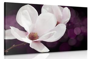 Slika cvijet magnolije na apstraktnoj pozadini