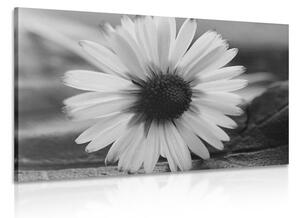 Slika prekrasna tratinčica u crno-bijelom dizajnu