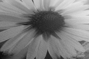 Slika prekrasna tratinčica u crno-bijelom dizajnu
