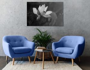 Slika nježni lotosov cvijet u crno-bijelom dizajnu