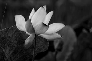 Slika nježni lotosov cvijet u crno-bijelom dizajnu