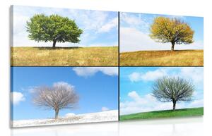Slika stablo u različito godišnje doba