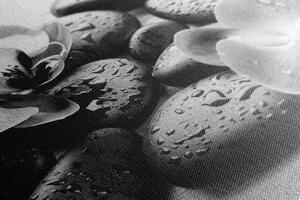 Slika prekrasan sklad kamenja i orhideje u crno-bijelom dizajnu