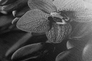 Slika orhideja i Zen kamenje u crno-bijelom dizajnu