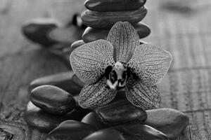 Slika orhideja i Zen kamenje u crno-bijelom dizajnu