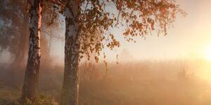 Slika jesenja šuma u magli