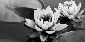 Slika lotosov cvijet u jezeru u crno-bijelom dizajnu
