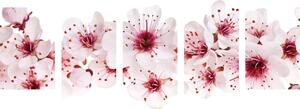 5-dijelna slika cvjetovi trešnje