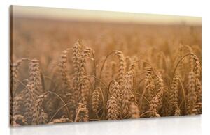 Slika žitno polje