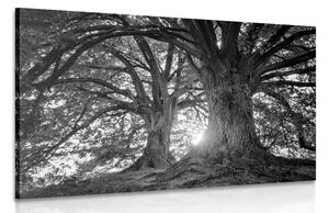 Slika crno-bijela majestetična stabla