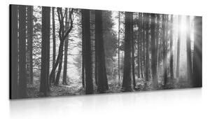 Slika šuma obasjana suncem u crno-bijelom dizajnu