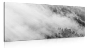 Slika crno-bijela maglovita šuma