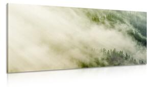 Slika maglovita šuma