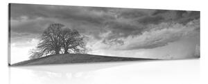 Slika crno-bijela usamljena stabla
