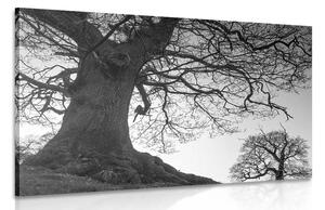 Slika simbioza stabala u crno-bijelom dizajnu