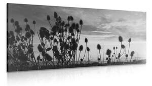 Slika vlati trave na polju u crno-bijelom dizajnu