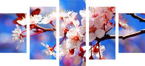5-dijelna slika cvijet trešnje