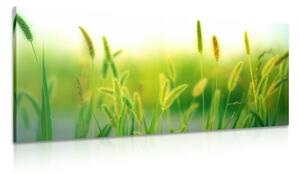 Slika vlati trave u zelenom dizajnu