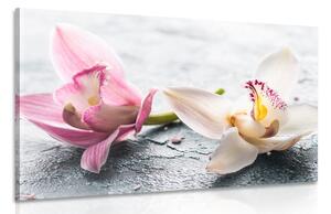 Slika dva šarena cvijeta orhideje