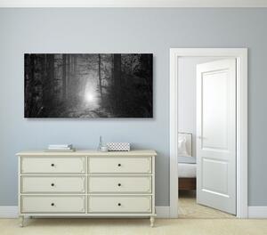 Slika svjetlo u šumi u crno-bijelom dizajnu