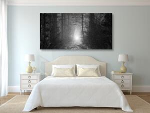Slika svjetlo u šumi u crno-bijelom dizajnu