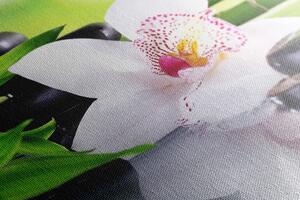 Slika japanska orhideja