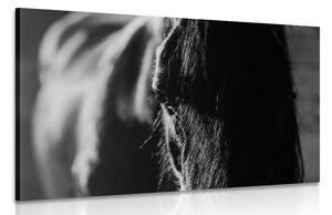Slika majestetični konj u crno-bijelom dizajnu