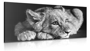 Slika mladunče lava u crno-bijelom dizajnu