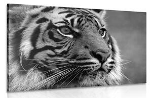 Slika bengalski tigar u crno-bijelom dizajnu