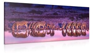 Slika zebre u safariju