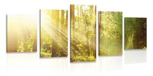 5-dijelna slika sunčeve zrake u šumi
