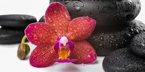 Slika orhideja i Zen kamenje na bijeloj pozadini
