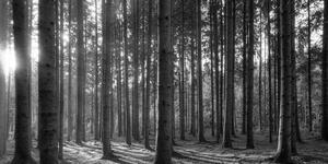 Slika jutro u šumi u crno-bijelom dizajnu