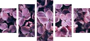 5-dijelna slika ljubičasti cvjetovi jorgovana