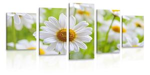 5-dijelna slika proljetna livada puna cvijeća