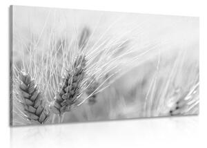 Slika pšenično polje u crno-bijelom dizajnu