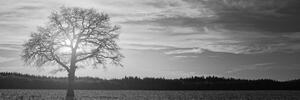 Slika usamljeno stablo u crno-bijelom dizajnu
