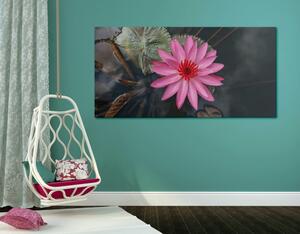 Slika zadivljujući lotosov cvijet