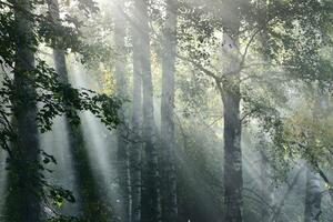 Slika sunčeve zrake u maglovitoj šumi