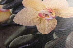 Slika žuta orhideja i Zen kamenje