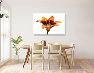 Slika narančasti ljiljan